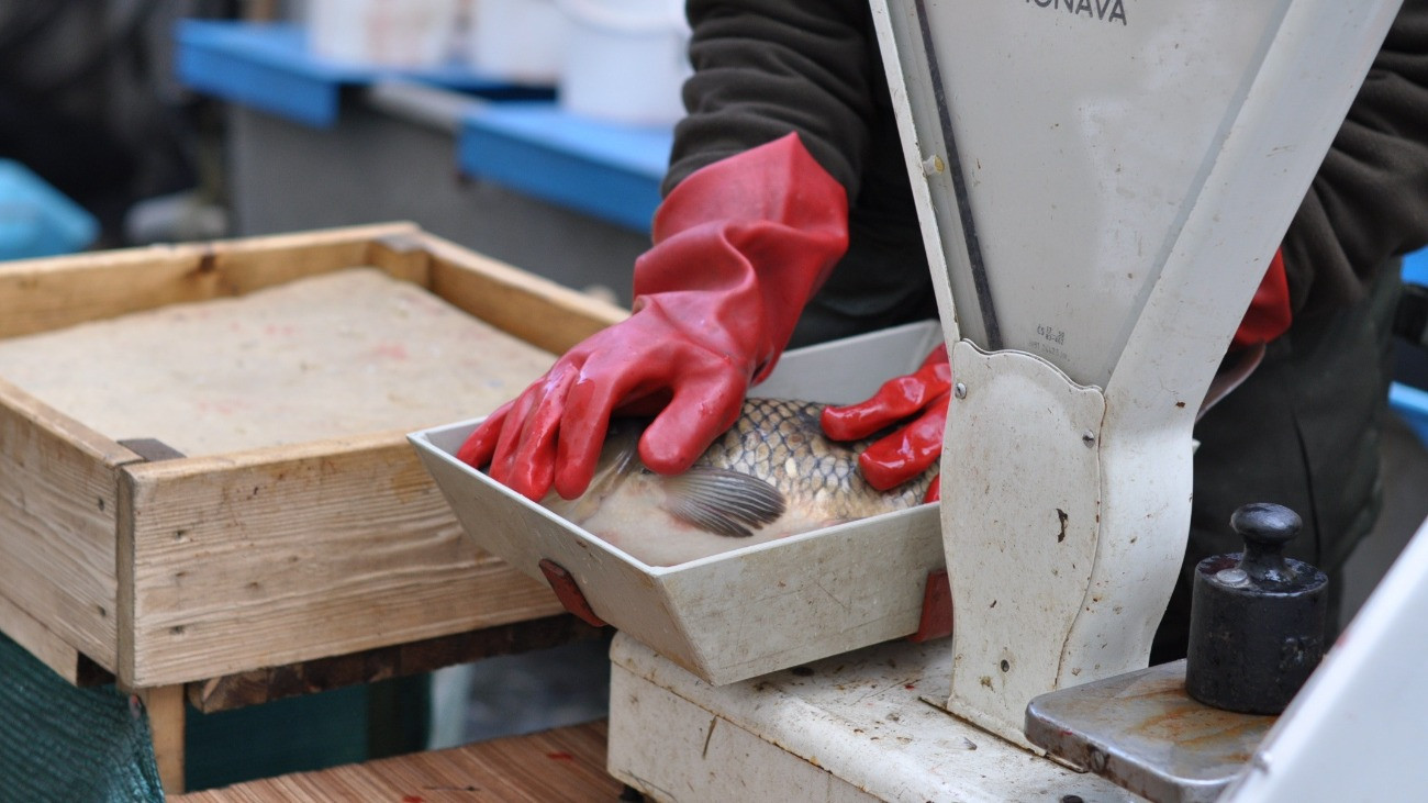 Egy piaci árus halat mérlegel.