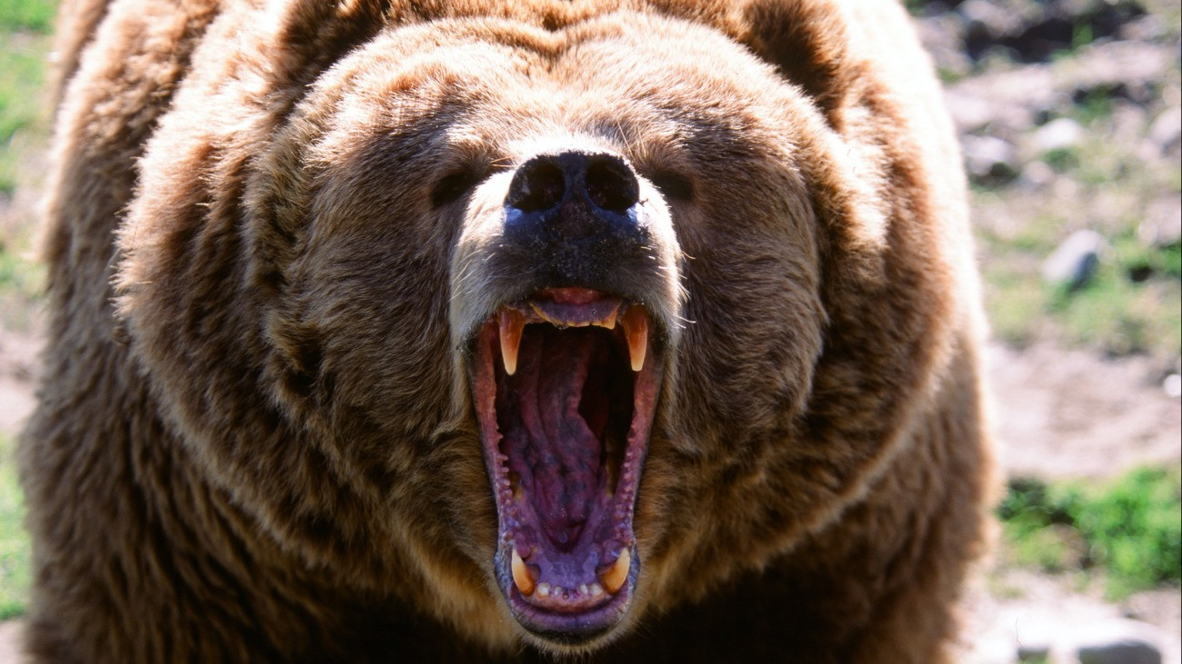 Grizzley bear growling at photographer