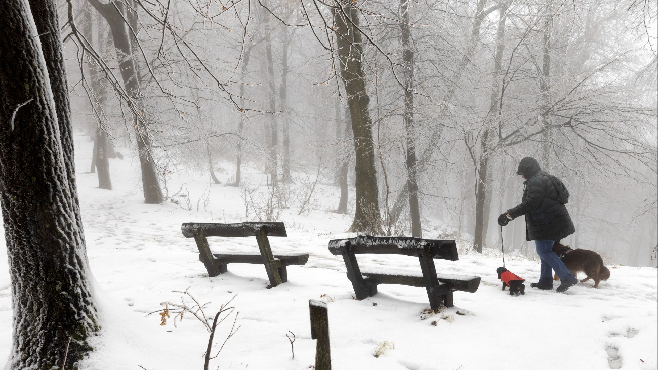 Kutyákat sétáltató a hó födte Dobogókõn 2025. november 21-én. Borult, csapadékos idõ várható a hétvégén, többfelé havazhat is.