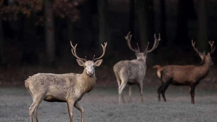 Mentett állat ölte meg a nagymamát