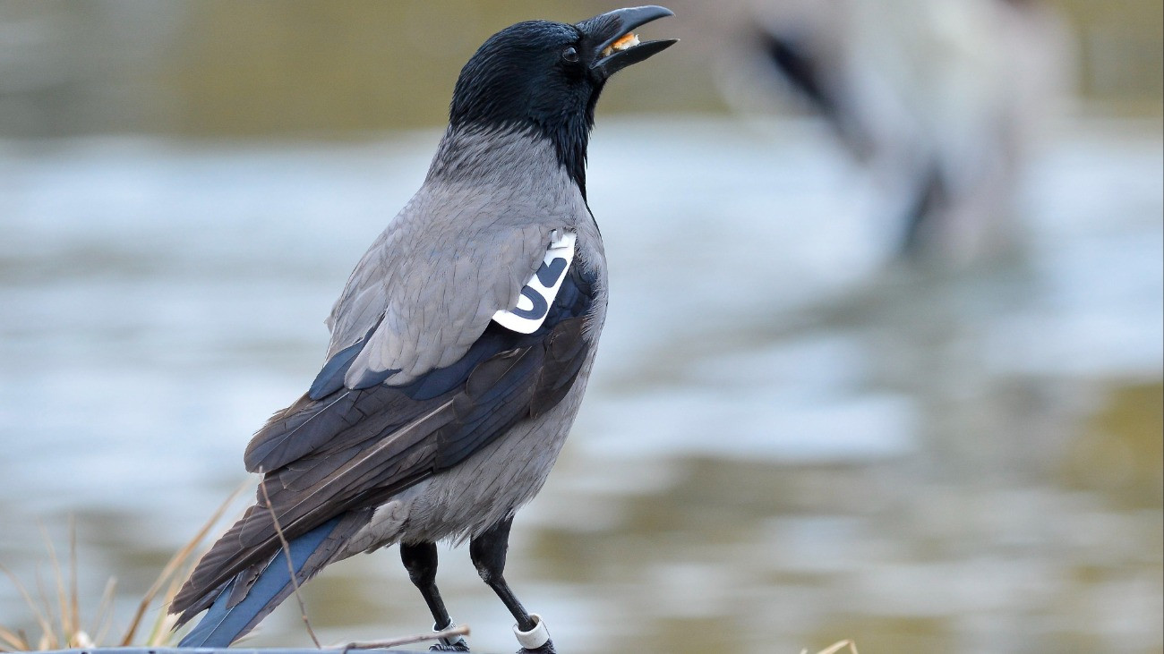 Szárnybilétával megjelölt dolmányos varjú (Corvus cornix) Debrecenben 2017. március 7-én. A Debreceni Egyetem Mezõgazdaság-, Élelmiszertudományi és Környezetgazdálkodási Kar Természetvédelmi Állattani és Vadgazdálkodási tanszékének kutatói 23 egyedet jelöltek meg bilétával, hogy pontosabb képet kapjanak a városiasodott faj terjeszkedésével és mozgásmintázatukkal kapcsolatban. Az eddigi adatok szerint a varjak területhûek, mivel a megfigyelések nagy része a gyûrûzés helyének környezetébõl érkeztek.
