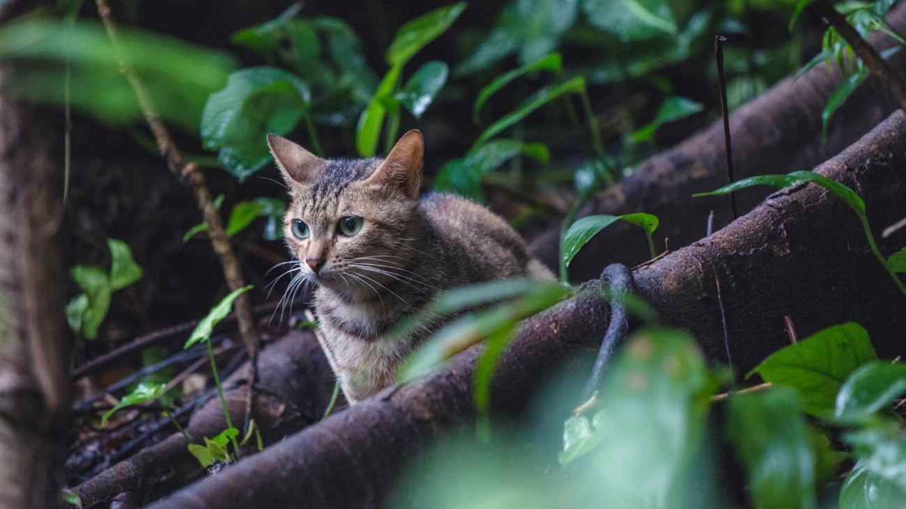 Egy cirmos macska a növények, bokrok között.