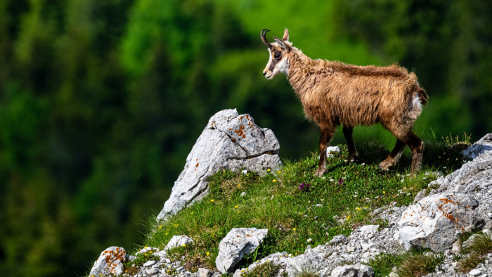 Lesújtó hír érkezett a tátrai zergékről