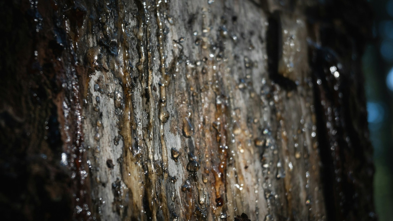 Lecsorgó gyanta egy fa törzsén.