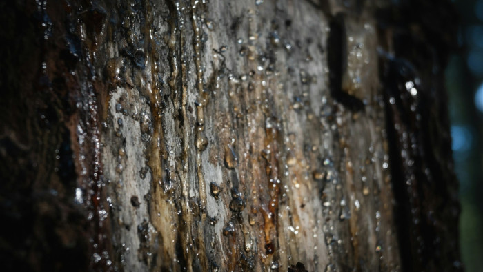 Meglepő, mit használtak sok ezer évvel ezelőtt az emberek fogfájás ellen