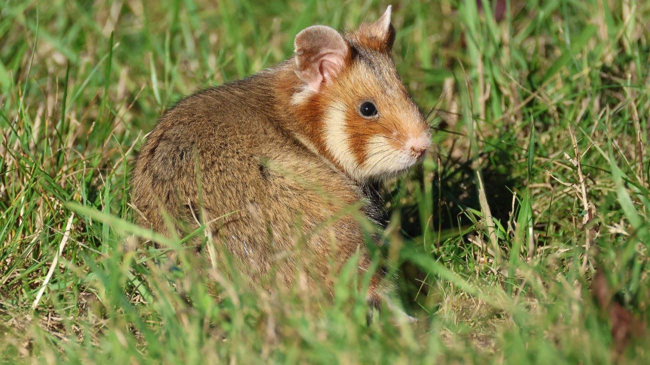 Egy hörcsög előbújt üregéből, hogy élelmet keressen magának.