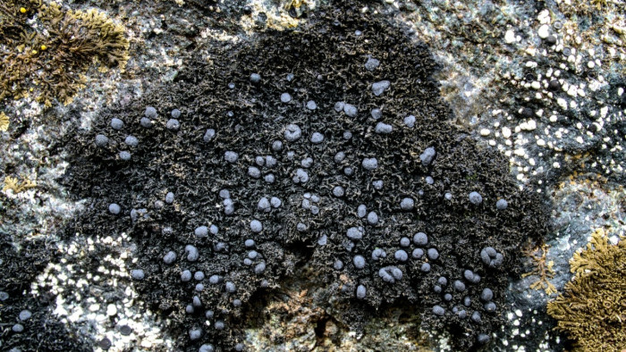 Csernobil sugárzás-zabáló gombái segíthetik a jövőben az űrhajósokat