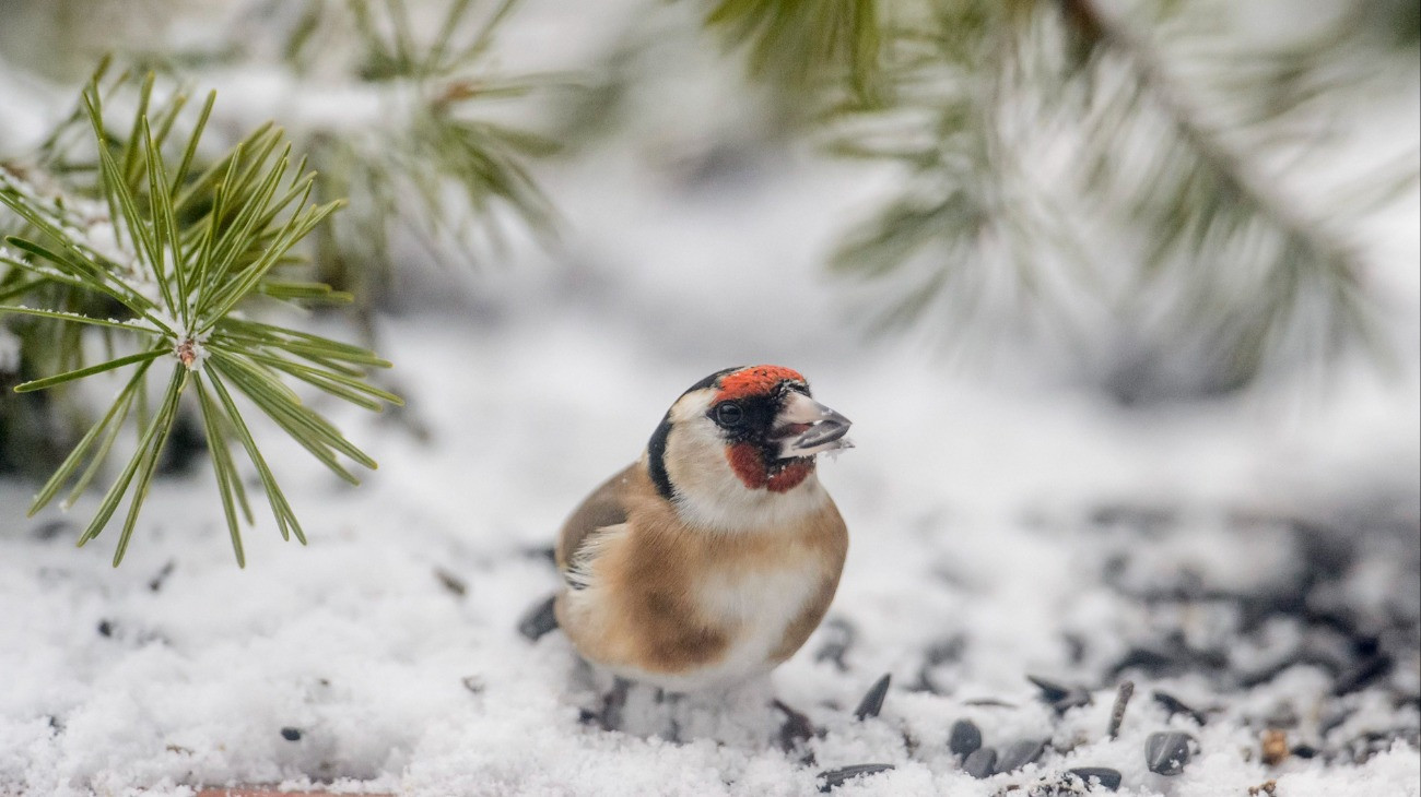Egy tengelic (Carduelis carduelis) a Novohrad-Nógrád Geopark salgótarjáni madárlesébõl fotózva 2017. január 4-én. A tengelicet egy 2016. június 28. és július 27. között meghirdetett internetes szavazáson választották az idei év madarának.