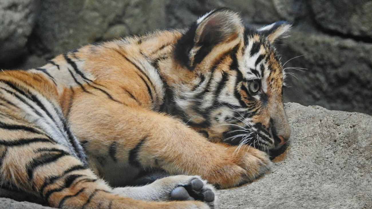 Egy kölyöktigris egy állatkerti kifutóban.