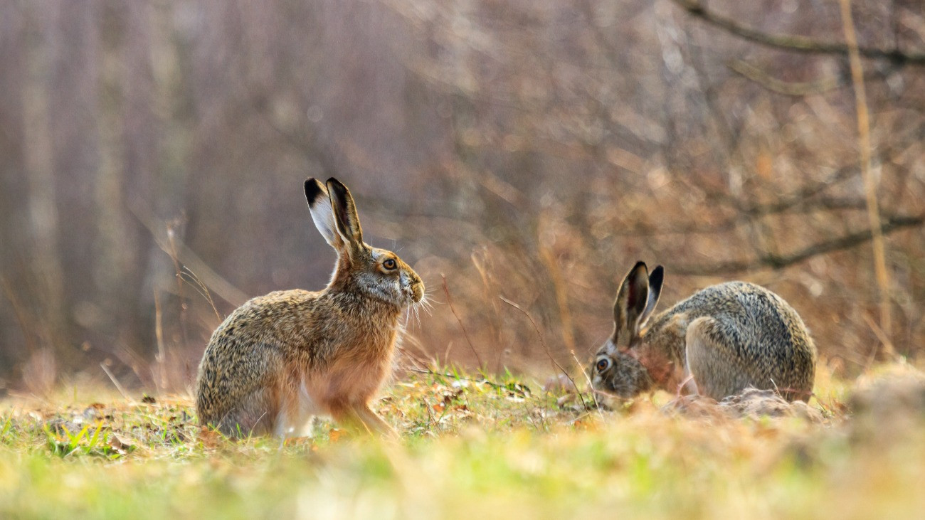 Mezei nyulak a fűben.