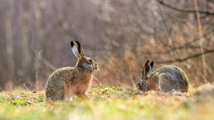 Drámai helyzet Békésben: tömeges pusztulás fenyegeti a nyulakat