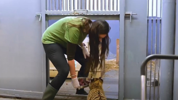 Sós Endre: így, hogy ismeretlen a kölyöktigris háttere, bizonytalan a jövője is