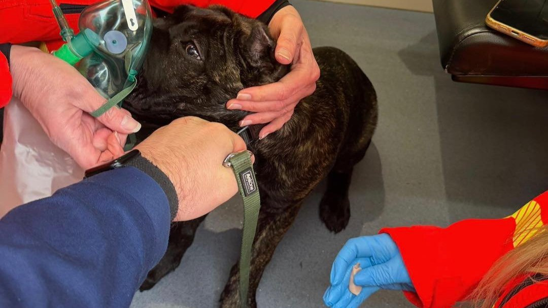 Oxigénmaszkkal segítettek a mentők a háztűzből kimentett, levegőért kapkodó kutyán.