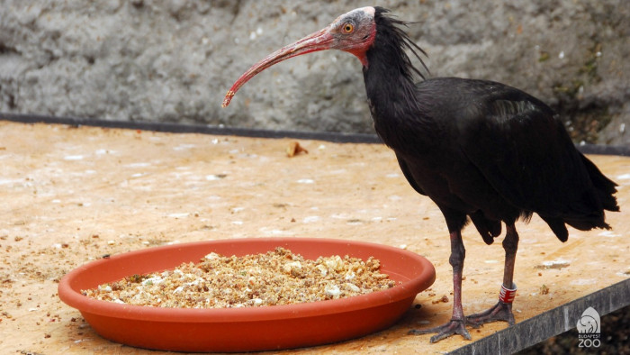 Különleges állatra bukkantak Budán, nagyon szeretnék befogni – képek