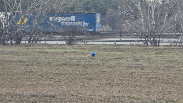 Reménytelenül küzdött egy kék vödörrel az őz – fotók