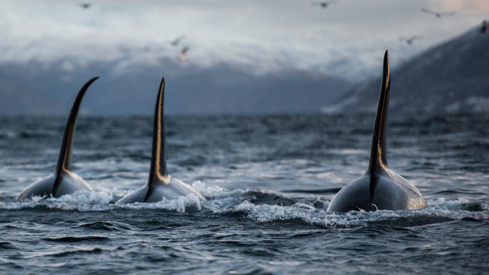 Ritka felvételen, ahogy egy delfincsapat végez fehér cápákkal