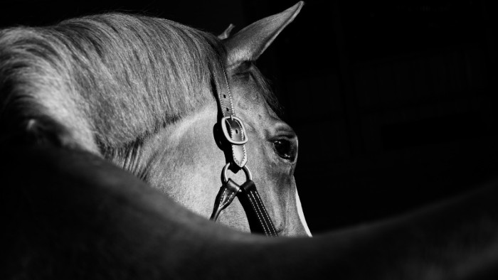 Káosz a New York-i közlekedésben: a repülőtérig vágtázott egy elszabadult ló – videó