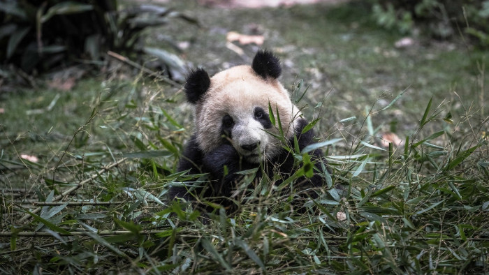 Búcsút kell vennie nagy kedvenceitől Japánnak
