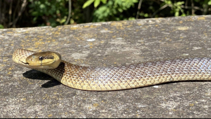 Rendkívül ritka hüllők jelentek meg Magyarországon