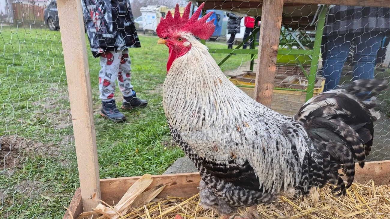 Gyurit elvitte a róka, Marci az új király