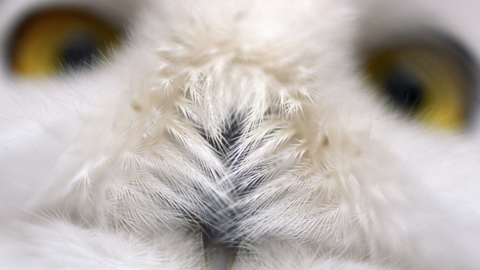 Húsz év után először kihaltnak nyilvánítottak egy madárfajt Svédországban