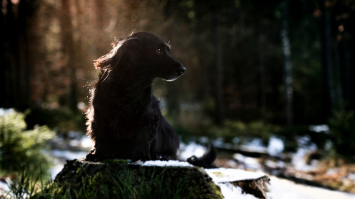 25 kutya éhezett a keszthelyi nőnél
