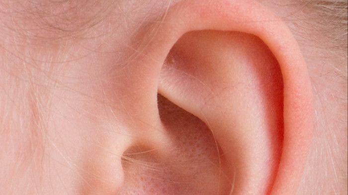 Leszakadt fülét a lábfejére varrták a munkahelyi baleset után