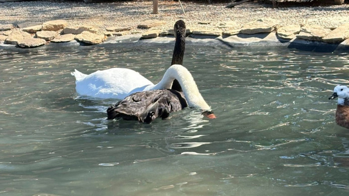 Végleg bezár egy fontos látványosság a Balaton mellett