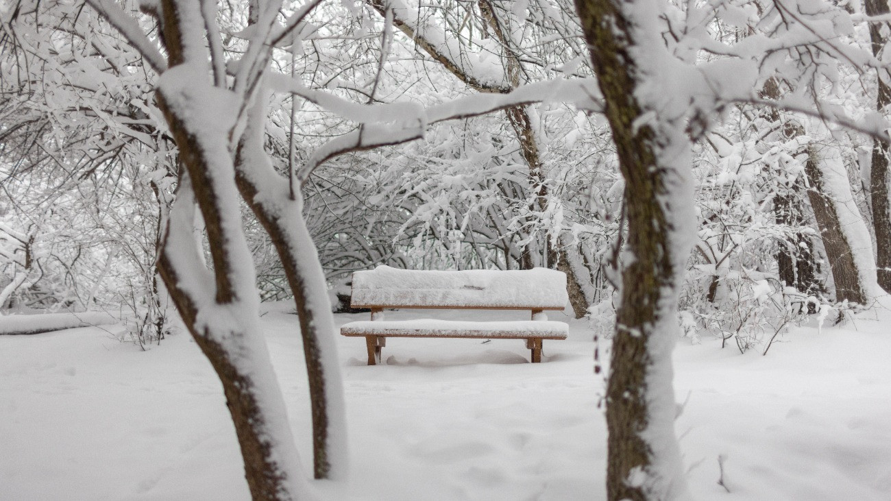 Havas pad a Mecsekben Pécs közelében 2026. január 5-én.