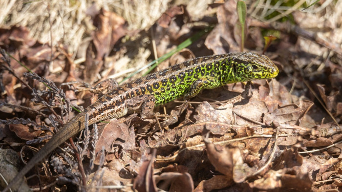 Sokak által ismert állat lett a 2026-os év hüllője