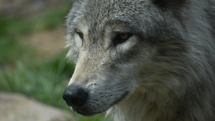 Jégkorszaki farkas múmiája segített megoldani egy kihalt állat rejtélyét