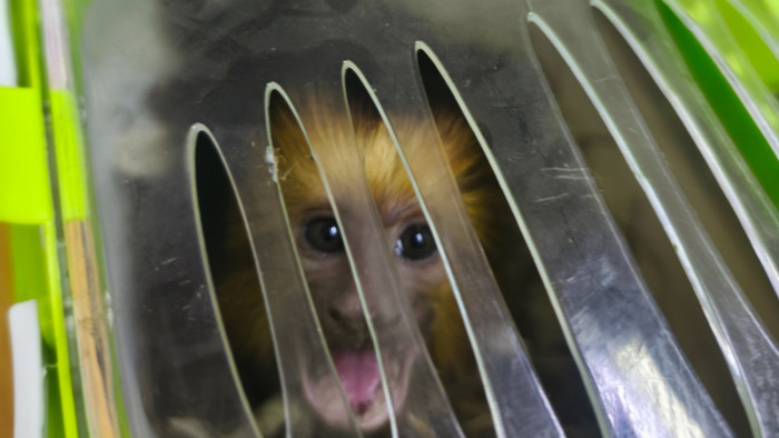 Aranyfejű állatot fogtak a határon – fotó