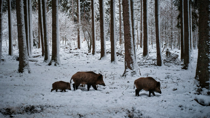 Kiterjesztik a veszélyzónát a pestises vaddisznók miatt