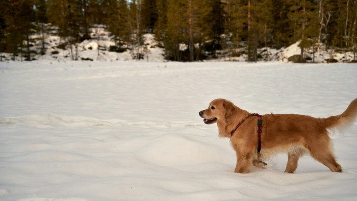 Ezeket tanácsolja az állatorvos a kutyagazdáknak a fagyos napokra