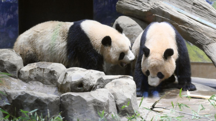 Mélyponton a kínai–japán kapcsolatok: ötven év után panda nélkül maradt Japán