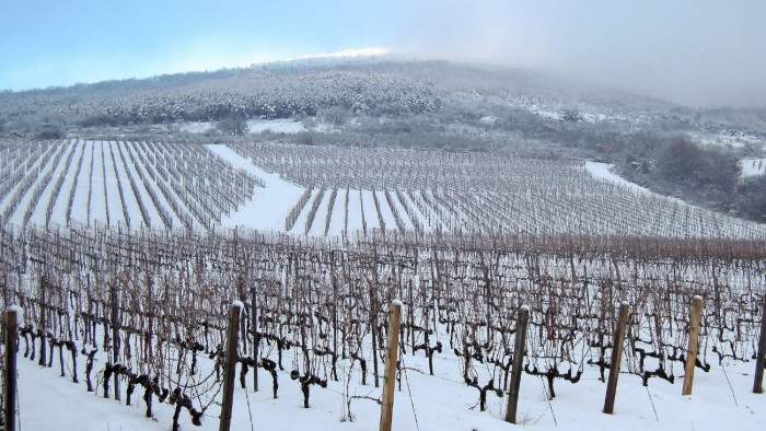 Könnyedén áttelel a szőlőkabóca – Nem áll le a szőlőpusztulás, egy borvidék a legrosszabbra készül