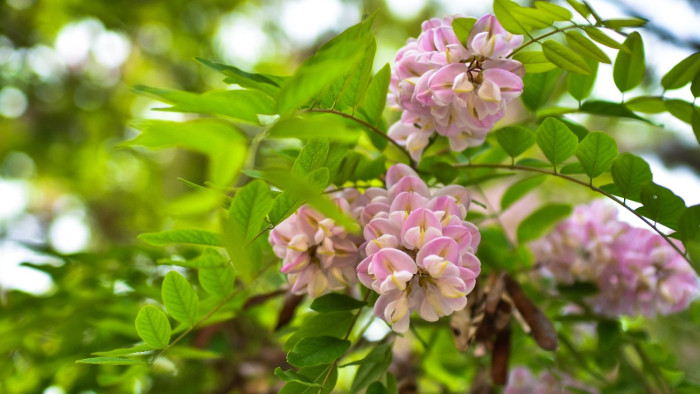 Veszélyben a hazai méhek – program indul a rózsaszín akác felszaporítására