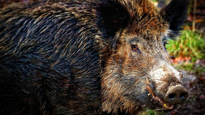 Balatoni vaddisznóháború: a polgármesterek is meg vannak lőve