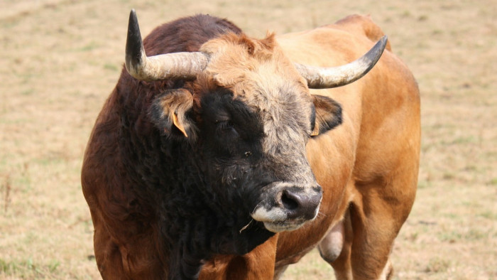Tragédia a fesztiválon: bika öklelt halálra egy idős embert