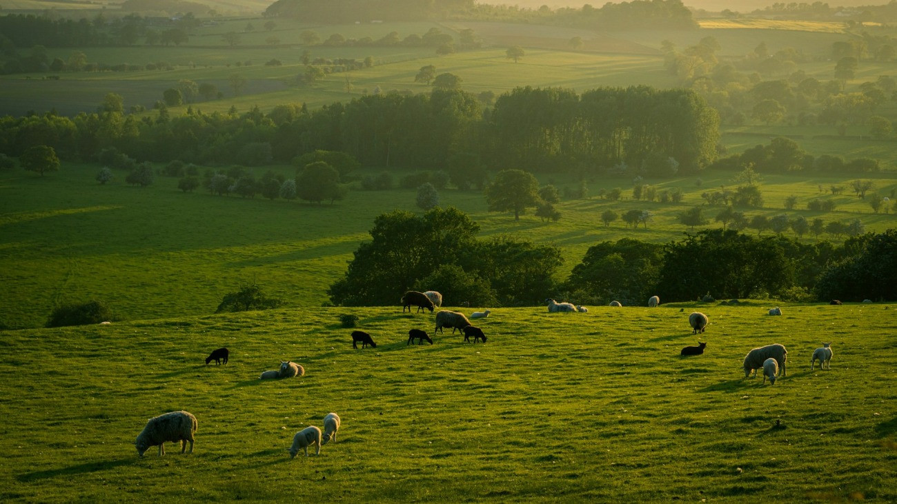 Juhok legelnek egy fás, bokros legelőn.