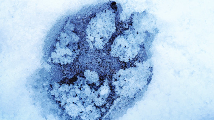 Egy kutya is beszállt a női sífutók versenyébe – videó