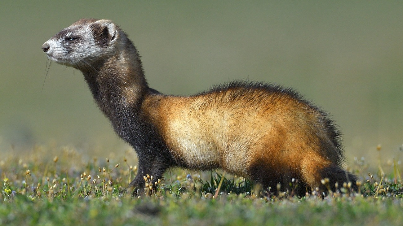 A rejtőzködő életmódot folytató molnárgörényt választotta 2026-ban az év emlősének a Vadonleső Program, amelyet az Agrárminisztérium (AM) és a Herman Ottó Intézet Nonprofit Kft. működtet a Magyar Természettudományi Múzeum és a Fővárosi Állat- és Növénykert közreműködésével