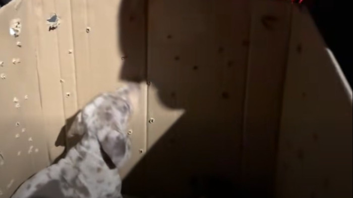 Kutyák miatt figyelmeztet a magyar hatóság