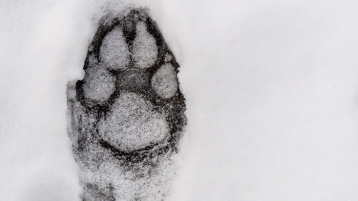 A hó leplezte le a bükki farkasok titkait