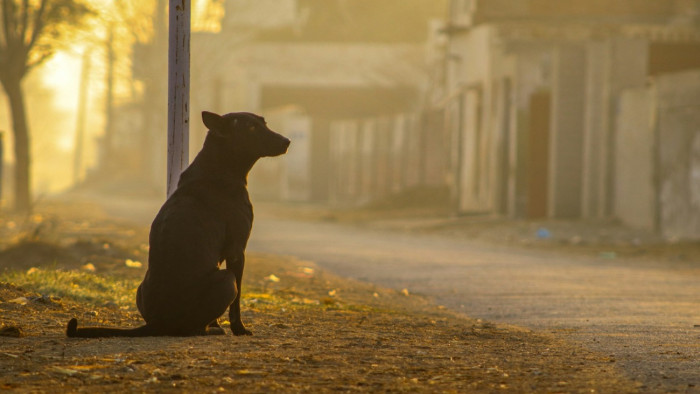 Máris botrány övezi a 2030-as foci-vb-t: tömegével pusztíthatják a kóbor kutyákat