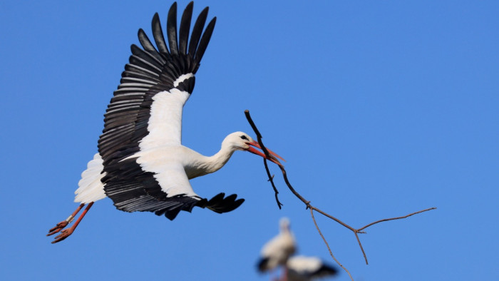 Orbán Zoltán: ne dőljünk be az első gólyákról szóló híreknek, évtizedek óta több is nálunk telel