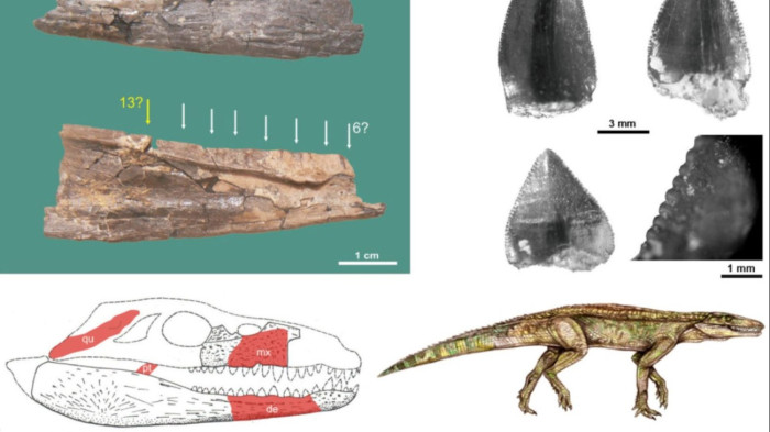 Krokodilok a Bakonyban