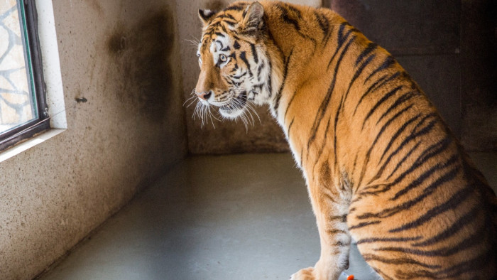 Elbúcsúztak a legendás Igortól Szegeden – fotók