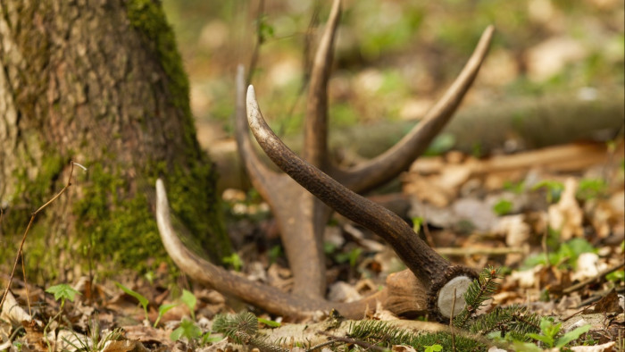 Percek alatt elfogták a lábodi agancstolvajokat