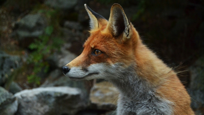 Elképesztő videón, ahogy egy róka farkast zsákmányol